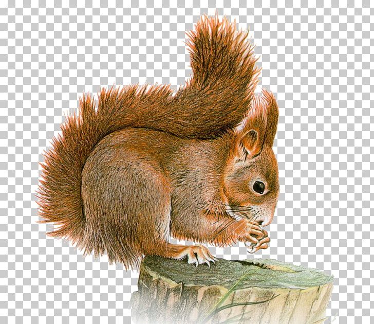 Eastern gray squirrel Basabizitza Animal , Bu PNG clipart.