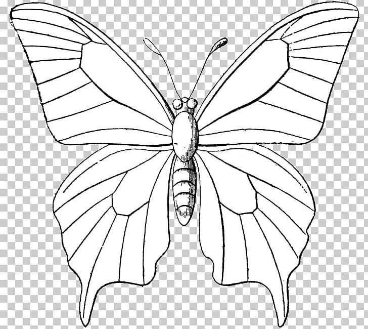 Monarch Butterfly Outline Drawing PNG, Clipart, Animal, Brush Footed.