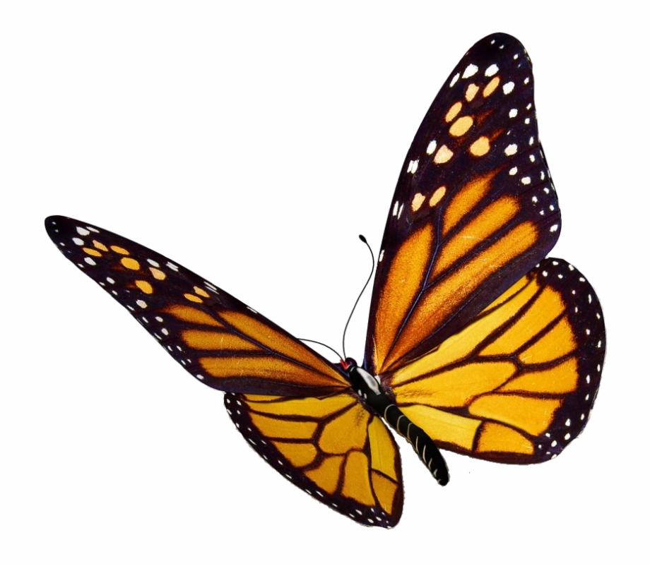 Monarch Butterfly Png.