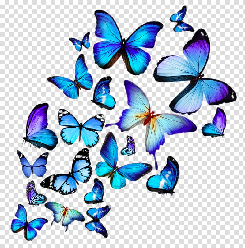 Hd butterflies transparent background PNG clipart.