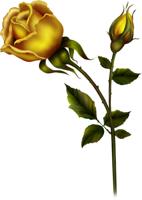 Yellow Rose with Bud PNG Clipart.