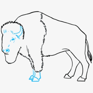 How To Draw Buffalo.