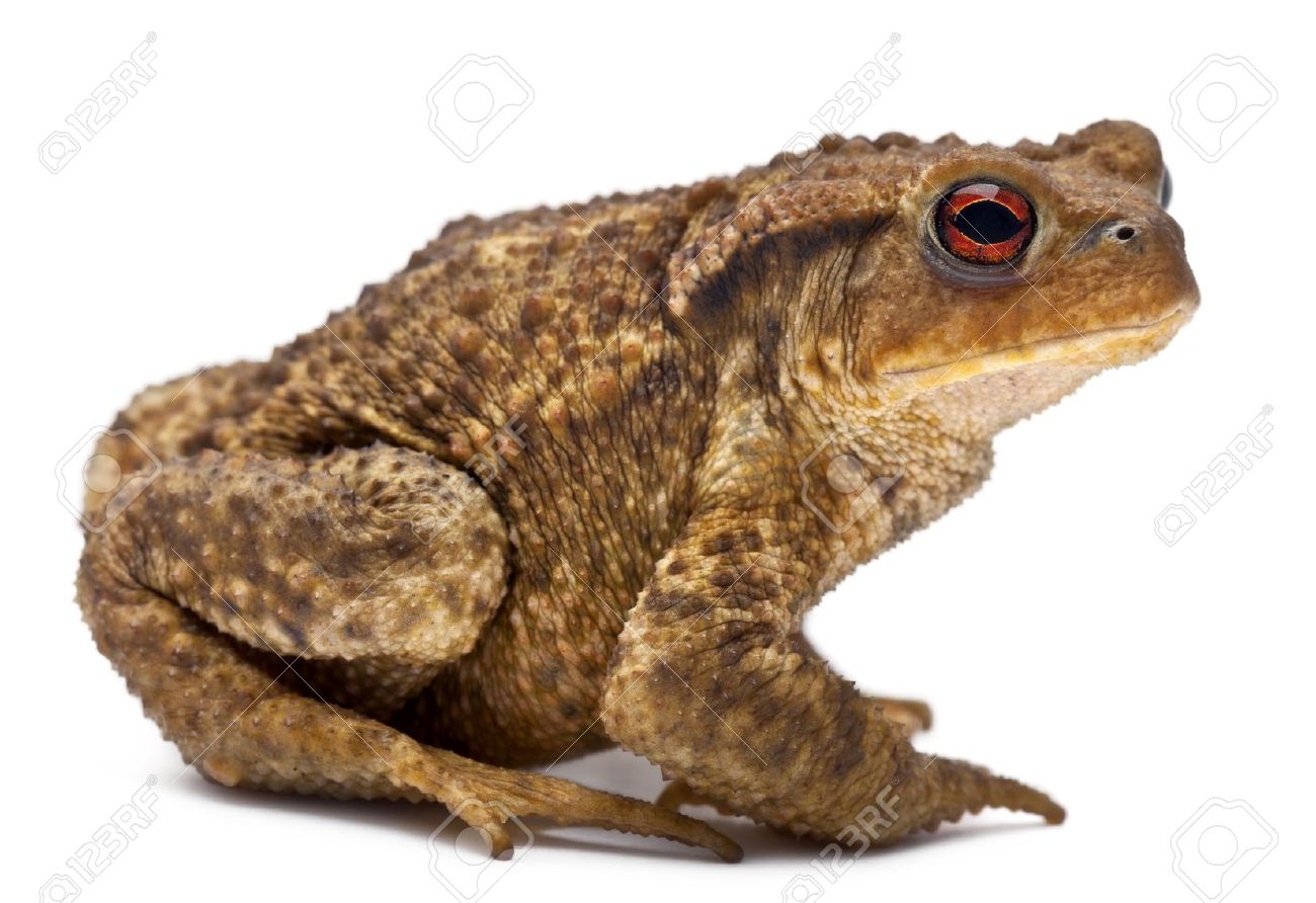 Common toad clipart.