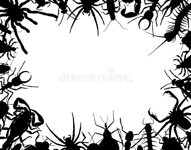 Border Bug Stock Illustrations.