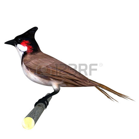 93 Bulbul Cliparts, Stock Vector And Royalty Free Bulbul Illustrations.