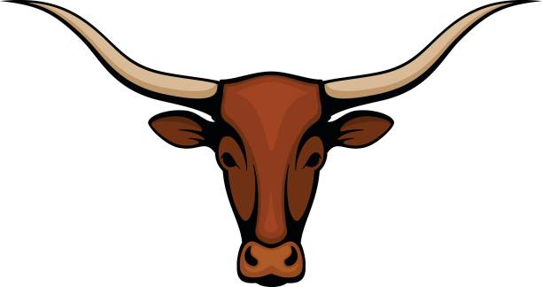 Best Texas Longhorn Cattle Illustrations, Royalty.