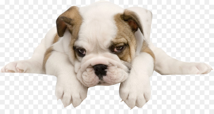 American Bulldog png download.