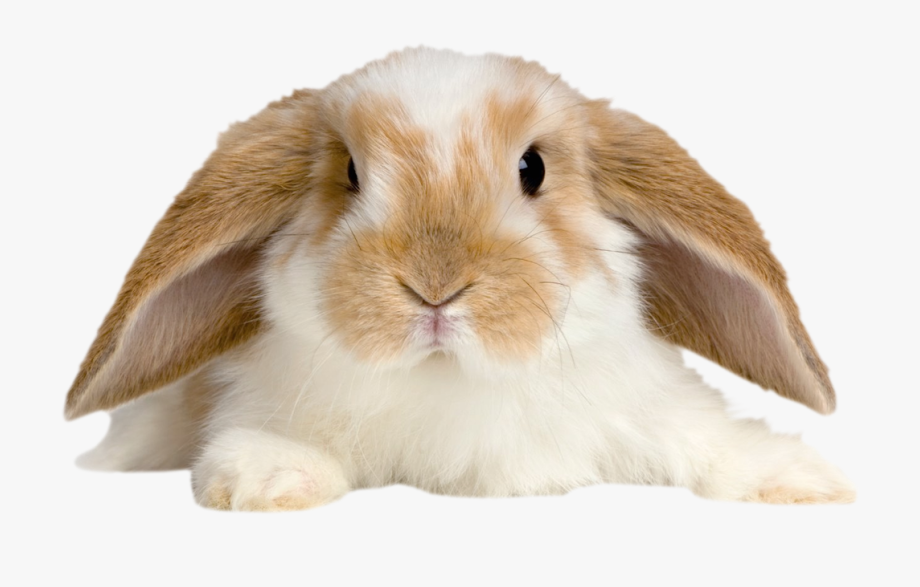 Rabbit Png Baby.