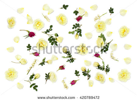 Small Burnet Stock Photos, Royalty.