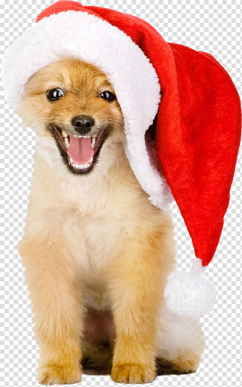 Golden Retriever Puppy Christmas Hat, dogs transparent.