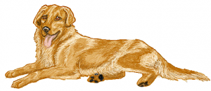 Retriever Clip Art Download.