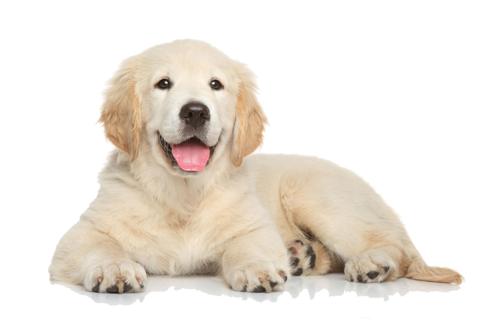 Golden Retriever PNG Photo Image.