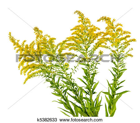 Stock Photo of Goldenrod plant k5382633.