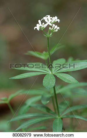 Stock Photograph of DEU, 2004: Sweet Woodruff (Galium odoratum.