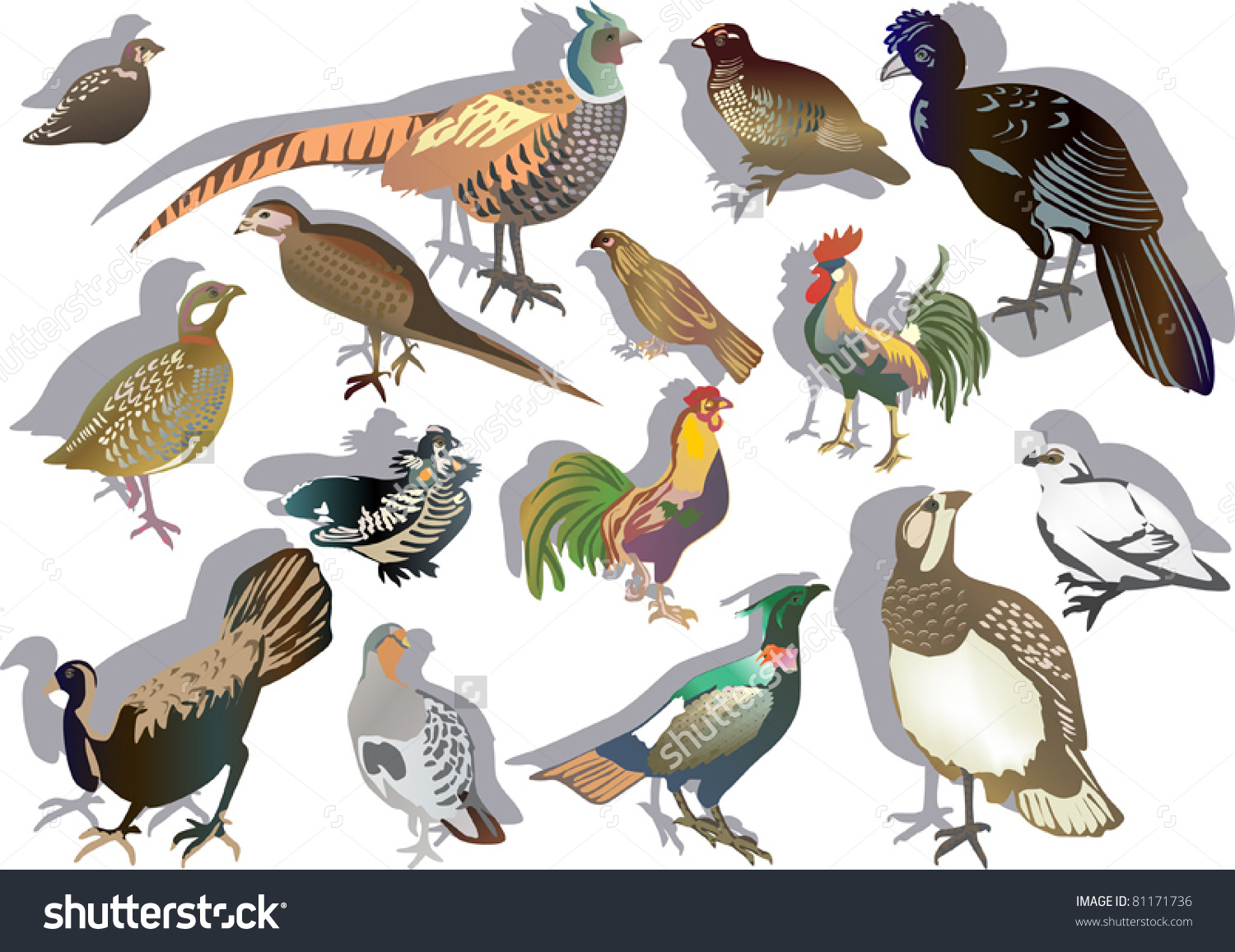 Illustration Gallinaceous Birds Isolated On White Stock Vector.