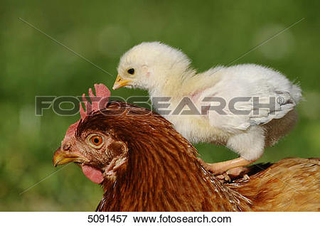 Picture of Barn fowl, Gallus gallus domesticus, and chick 5091457.