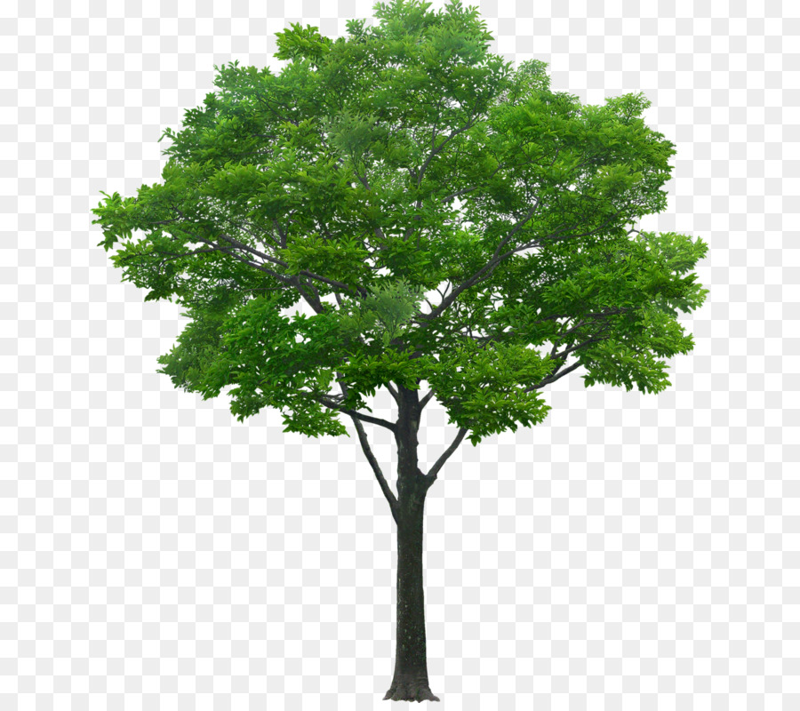 Oak Tree Leaf png download.