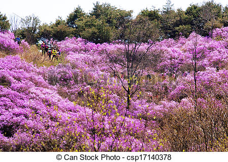 Picture of Beautiful Azalea Festival in South Korea, Ganghwa.