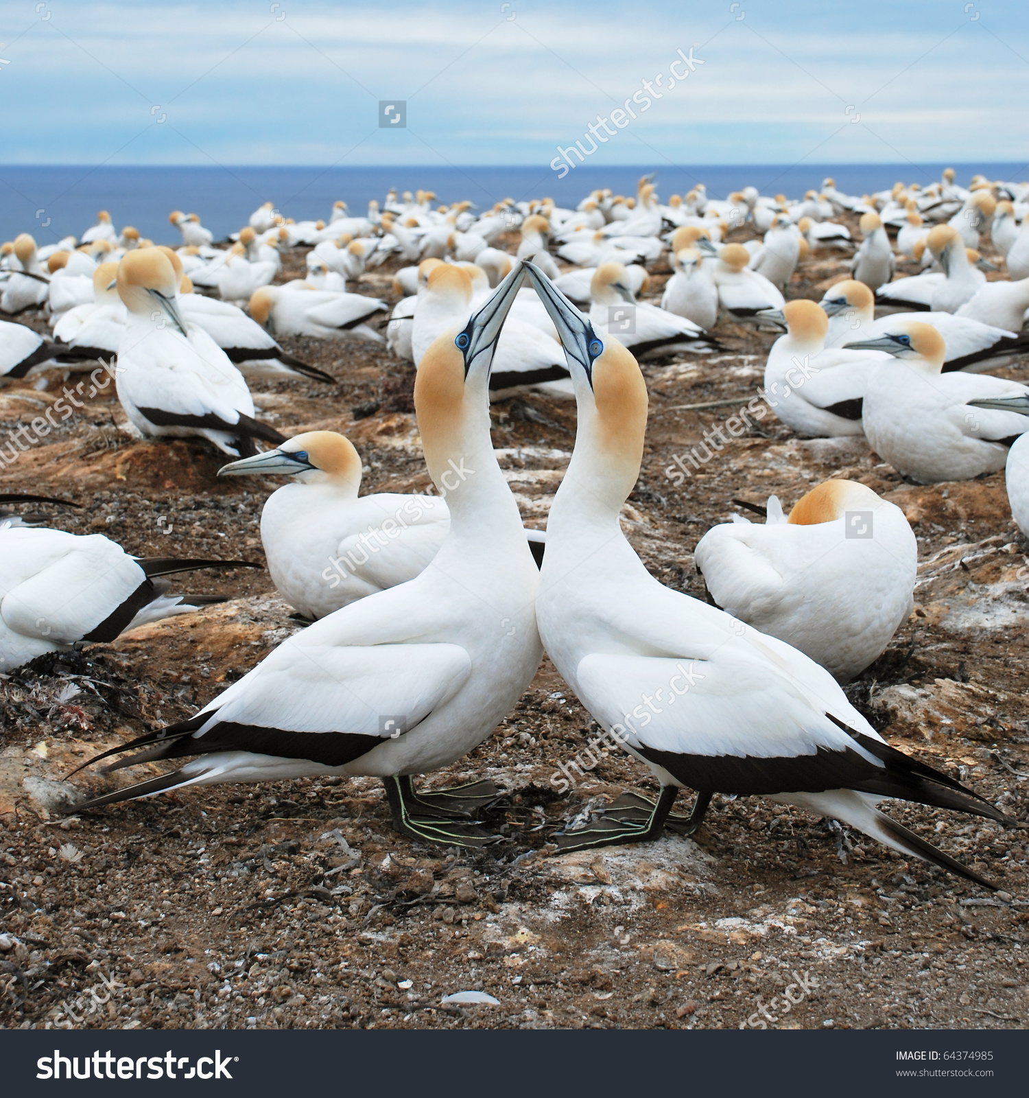 Gannets Cape Kidnappers Gannet Colony Hawkes Stock Photo 64374985.