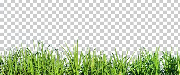 Mexican Feathergrass Lawn Silvergrass Ornamental Grass PNG, Clipart.