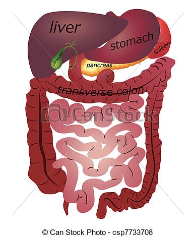 Gastrointestinal Vector Clip Art Illustrations. 663.