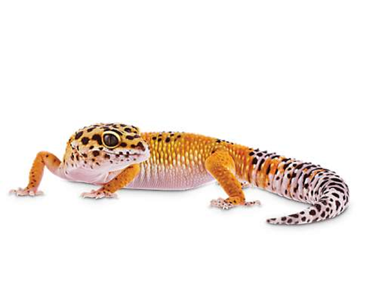 Reptile,Lizard,Vertebrate,Gecko,Scaled reptile,Terrestrial animal.