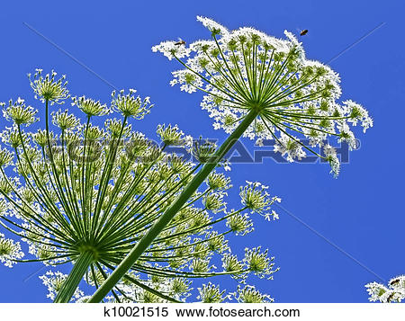 Stock Image of Giant Hogweed, in Latin: heracleum sphondylium.