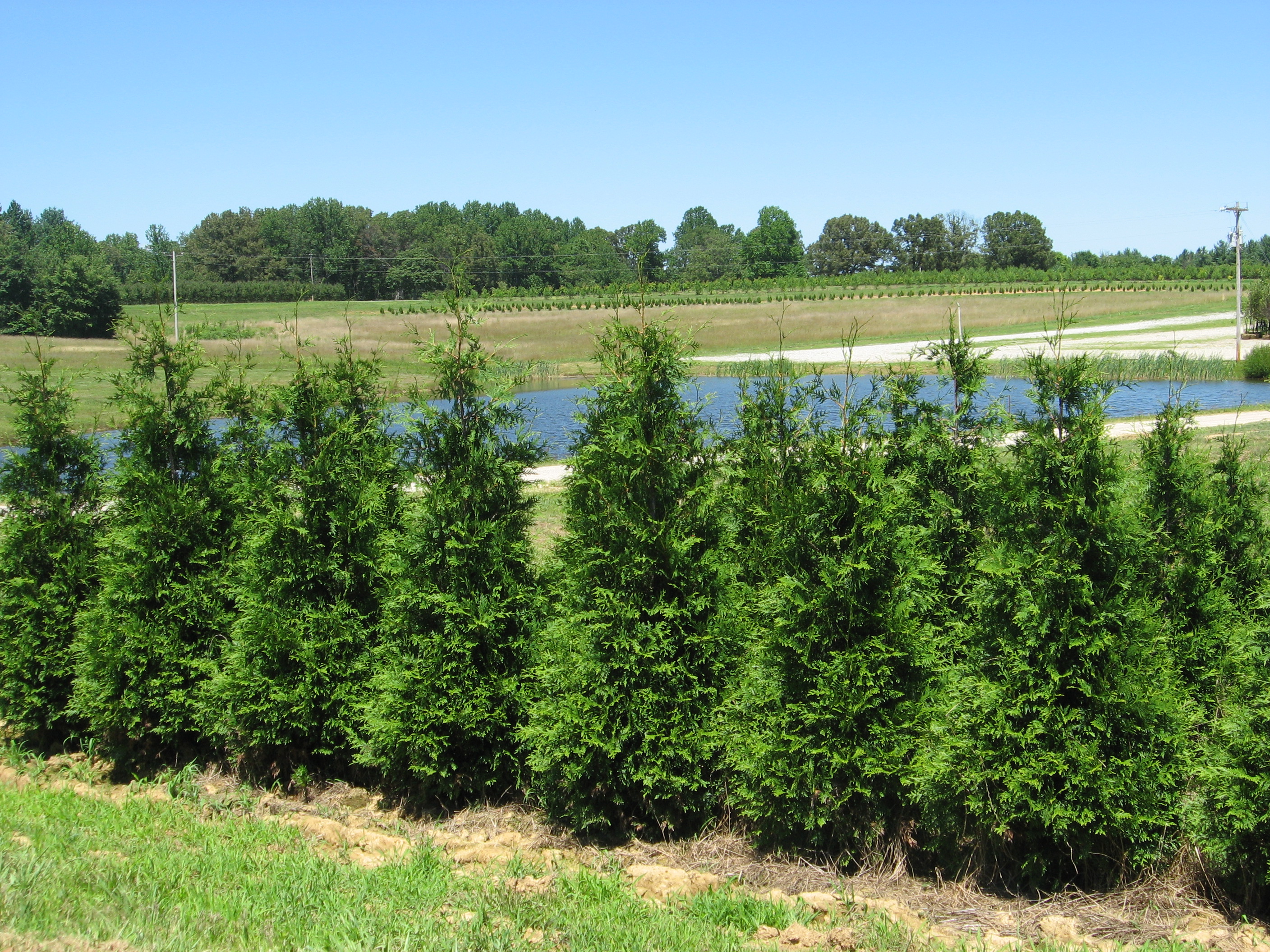 THUJA, Green Giant Arborvitae.