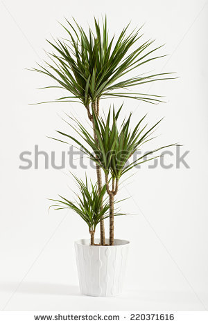 &quot;yucca Plant&quot; Stock Photos, Royalty.