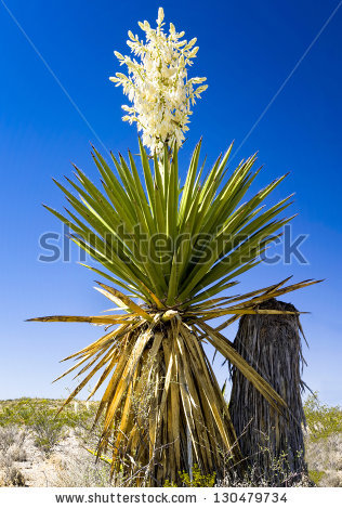 Yucca Plant Stock Images, Royalty.