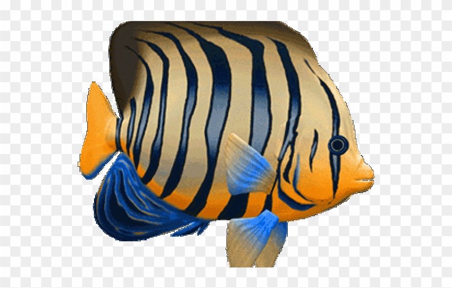 Tropical Fish Clipart 3d Fish.