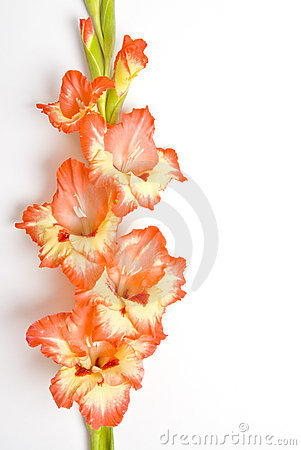 Gladiolus Clipart.