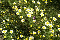 Glebionis Coronaria Stock Photo.