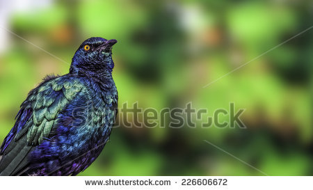 Purple Glossy Starling Stock Photos, Royalty.