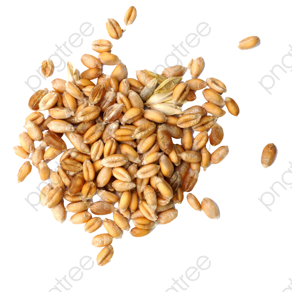 Wheat Grain, Wheat Clipart, Wheat, Grains PNG Transparent Image and.