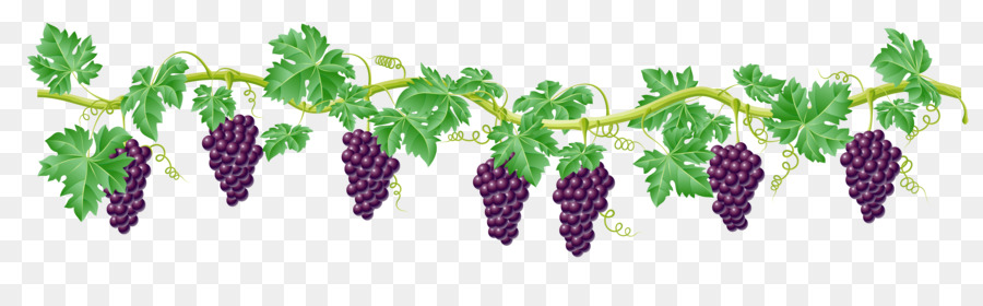 423 Grape Vine free clipart.