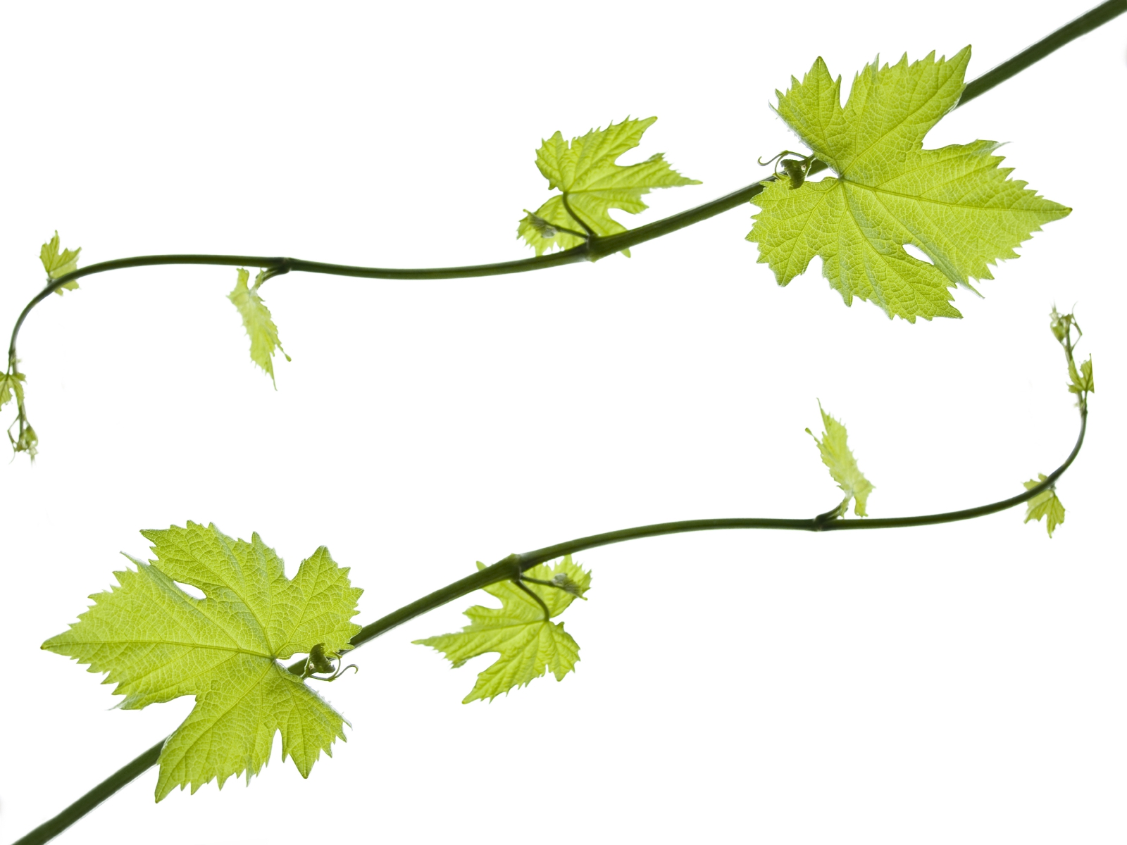 Grape Leaves Clipart#1999520.