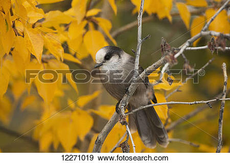 Stock Photograph of Gray Jay or Whiskey Jack (Perisoreus.