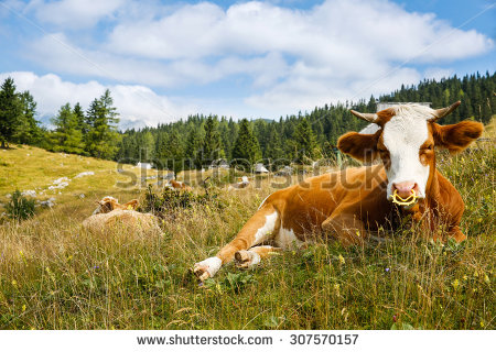 Intensive Farming Stock Photos, Royalty.