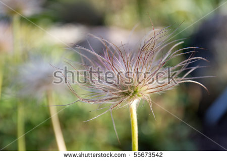 Alpine Pasqueflower Stock Photos, Royalty.