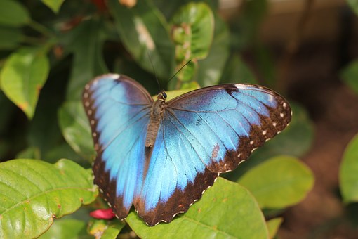 Blue, Butterfly, Animals.