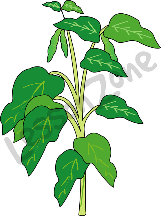 Clipart bean plant.