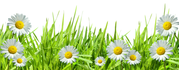 Grass with Flowers PNG by HanaBell1.deviantart.com on @deviantART.