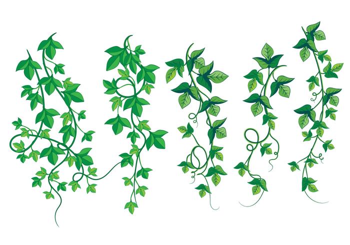 Illustration of Wild Growing Poison Ivy.