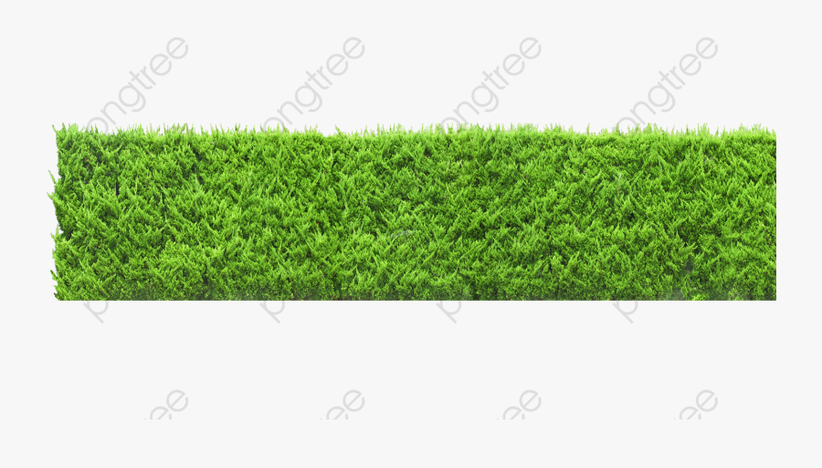 Plants Wall, Plants Clipart, Green, Wall Png Transparent.