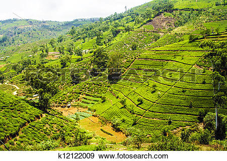 Stock Photograph of green tea plantation in Sri Lanka k12122009.