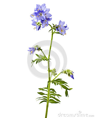 Polemonium Caeruleum. Greek Valerian.