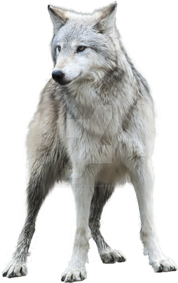 Grey Wolf PNG Clipart.