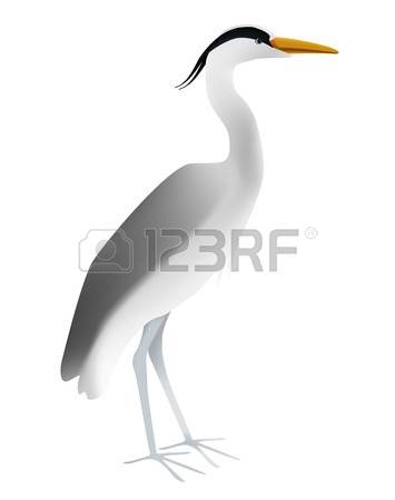 114 Grey Heron Stock Vector Illustration And Royalty Free Grey.