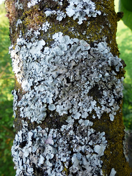 Free photo: Phaeophyscia Orbicularis.